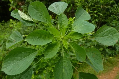 accin_20120125_081304