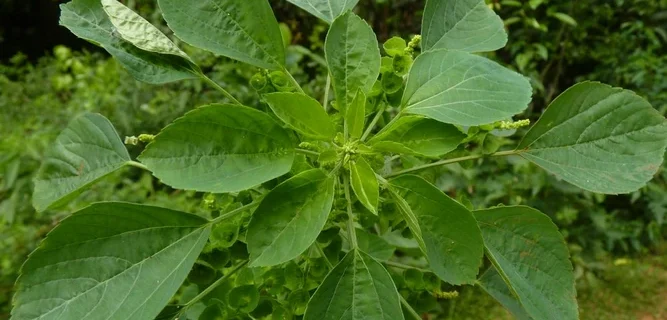 accin_20120125_081304